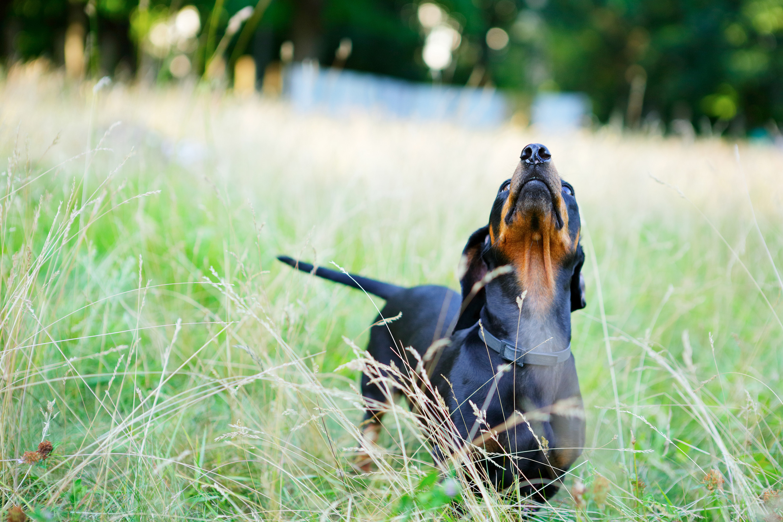 DTK Gruppe Kurpfalz, Ihr Club für alle Dackel in Kaiserslautern und der Vorderpfalze green grass with his head held up DTK Gruppe Kurpfalz, Ihr Club für alle Dackel in Kaiserslautern und der Vorderpfalz