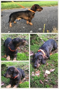 cache_2480651545 DTK Gruppe Kurpfalz, Ihr Club für alle Dackel in Kaiserslautern und der Vorderpfalz