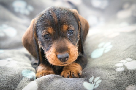 DTK Gruppe Kurpfalz, Ihr Club für alle Dackel in Kaiserslautern und der Vorderpfalz DTK Gruppe Kurpfalz, Ihr Club für alle Dackel in Kaiserslautern und der Vorderpfalz