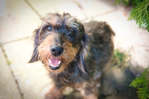 DTK Gruppe Kurpfalz, Ihr Club für alle Dackel in Kaiserslautern und der Vorderpfalz DTK Gruppe Kurpfalz, Ihr Club für alle Dackel in Kaiserslautern und der Vorderpfalz