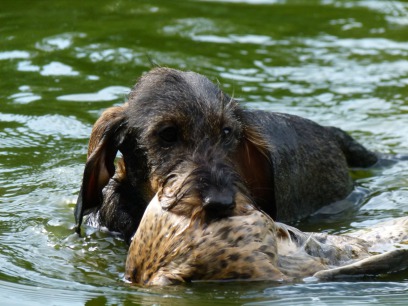 DTK Gruppe Kurpfalz, Ihr Club für alle Dackel in Kaiserslautern und der Vorderpfalz