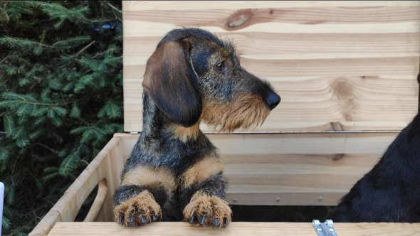 DTK Gruppe Kurpfalz, Ihr Club für alle Dackel in Kaiserslautern und der Vorderpfalz DTK Gruppe Kurpfalz, Ihr Club für alle Dackel in Kaiserslautern und der Vorderpfalz