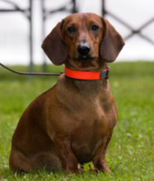 DTK Gruppe Kurpfalz, Ihr Club für alle Dackel in Kaiserslautern und der Vorderpfalz