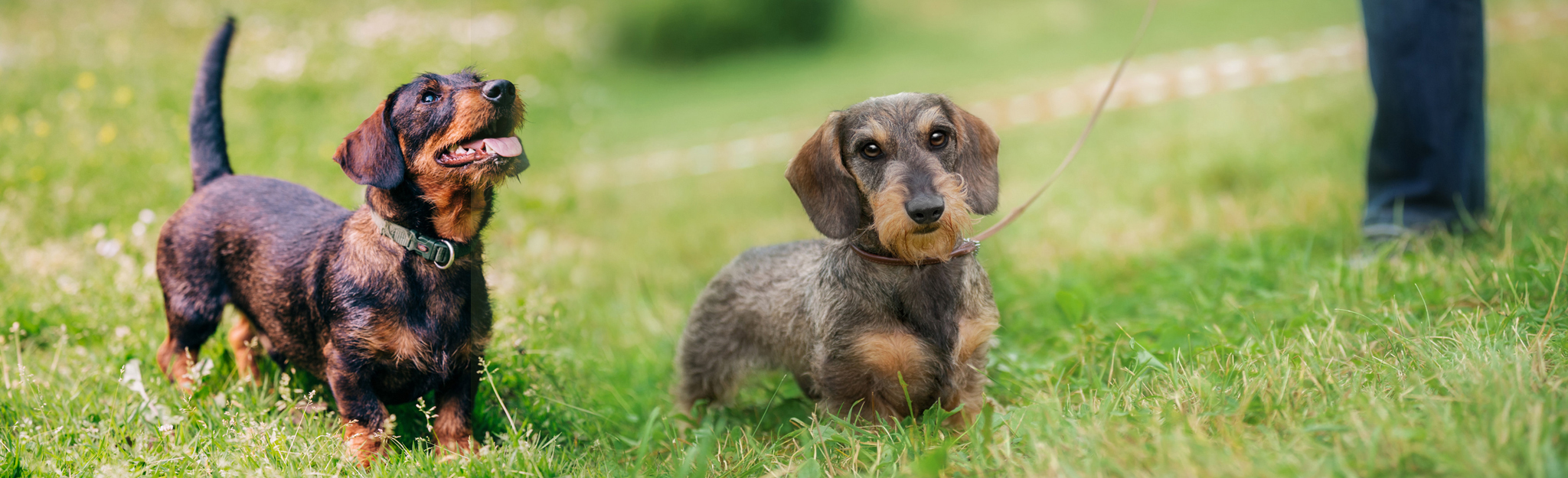 DTK Gruppe Kurpfalz, Ihr Club für alle Dackel in Kaiserslautern und der Vorderpfalz