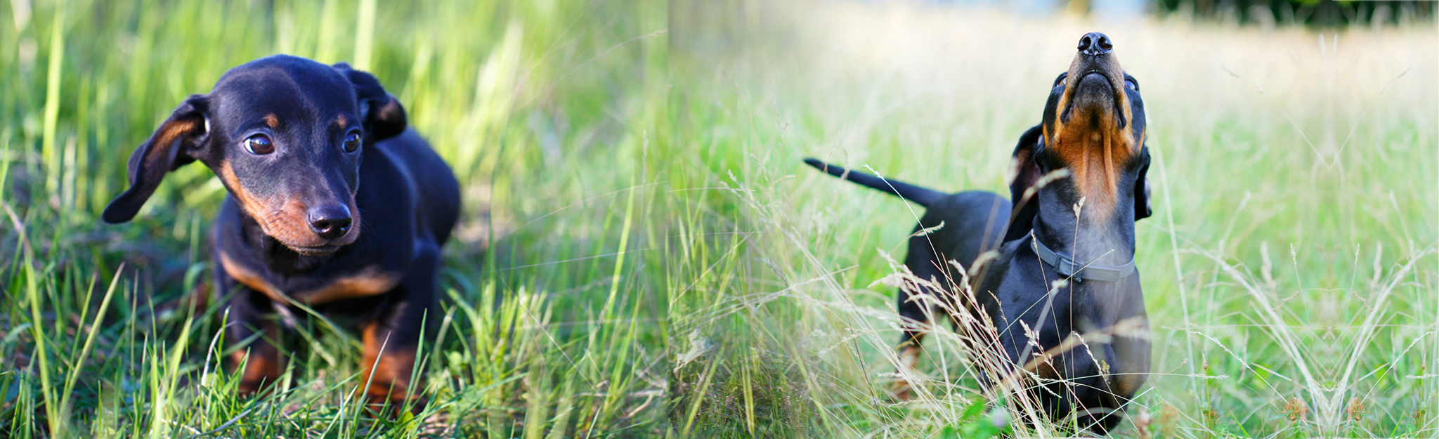DTK Gruppe Kurpfalz, Ihr Club für alle Dackel in Kaiserslautern und der Vorderpfalz