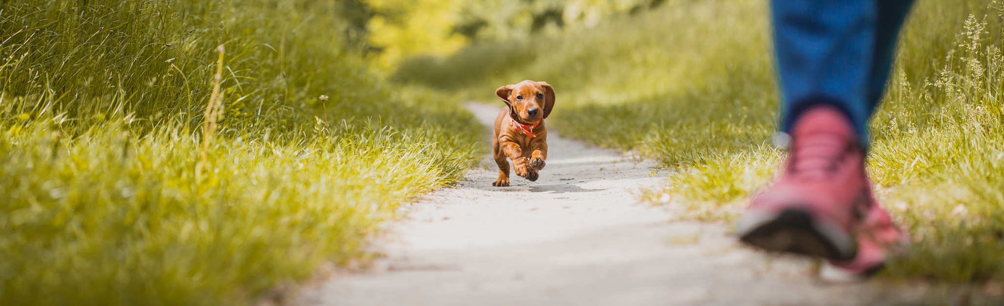 DTK Gruppe Kurpfalz, Ihr Club für alle Dackel in Kaiserslautern und der Vorderpfalz
