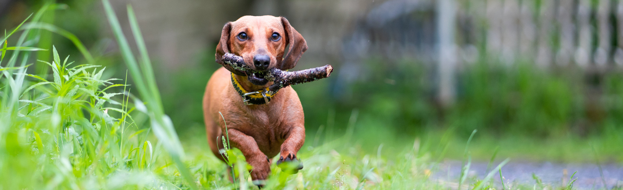 DTK Gruppe Kurpfalz, Ihr Club für alle Dackel in Kaiserslautern und der Vorderpfalz
