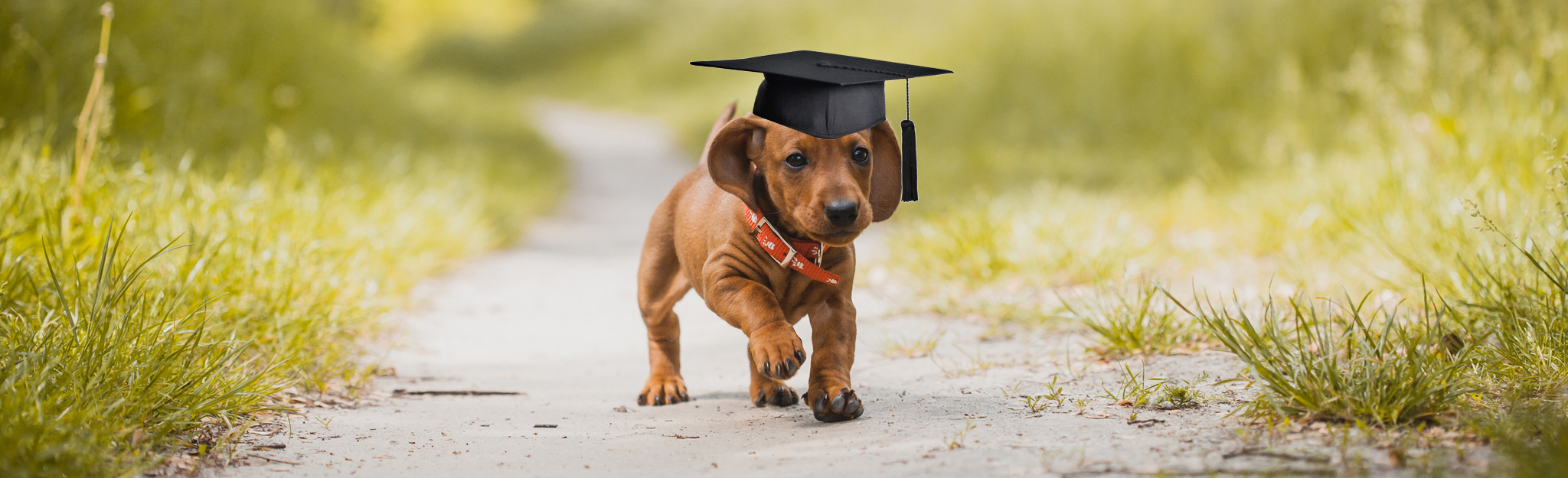 DTK Gruppe Kurpfalz, Ihr Club für alle Dackel in Kaiserslautern und der Vorderpfalz