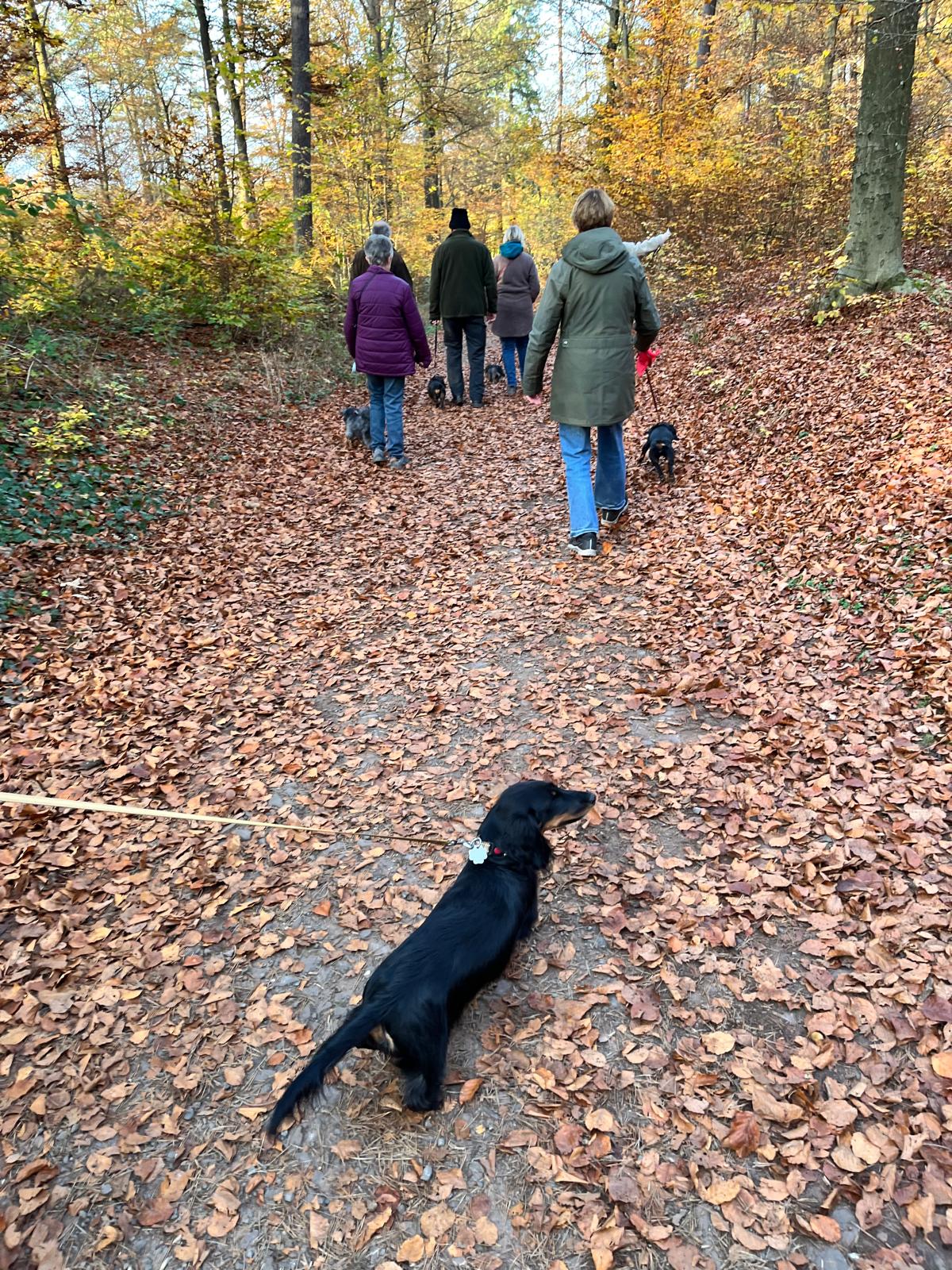 DTK Gruppe Kurpfalz, Ihr Club für alle Dackel in Kaiserslautern und der Vorderpfalz