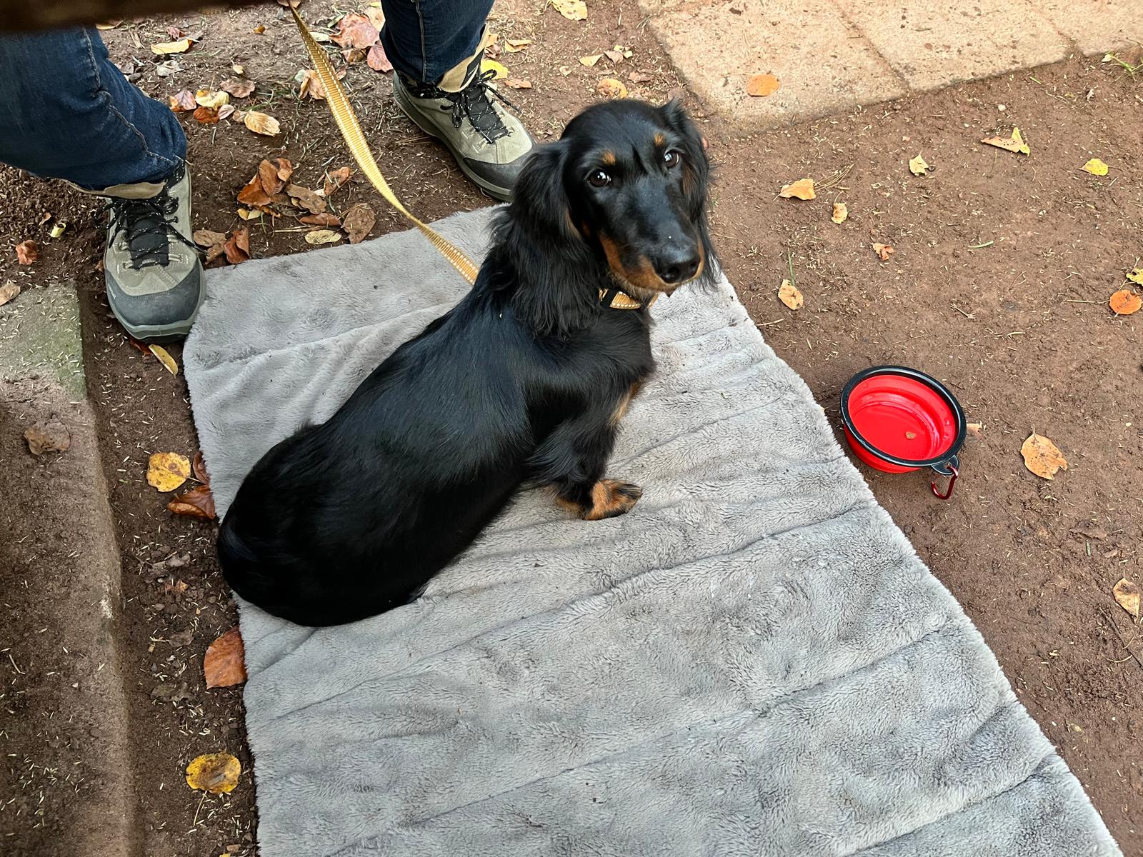 DTK Gruppe Kurpfalz, Ihr Club für alle Dackel in Kaiserslautern und der Vorderpfalz